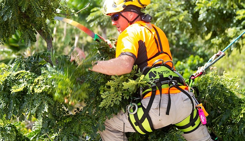 Tree Trimming and Pruning in Richmond Virginia